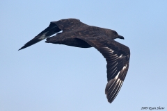 South Polar Skua