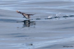 Cassin's Auklet