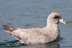 Northern Fulmar