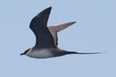 Long-tailed Jaeger