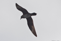 Long-tailed Jaeger