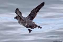 Cassin's Auklet
