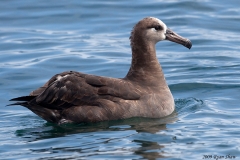 Black-footed Albatross