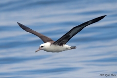 Laysan Albatross