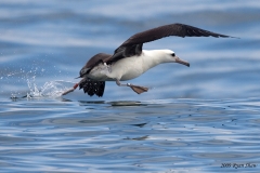 Laysan Albatross