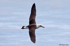 Laysan Albatross
