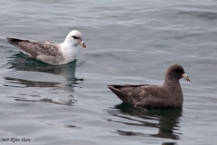 Northern Fulmar