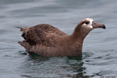 Black-footed Albatross