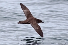 Short-tailed Shearwater