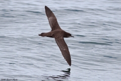 Short-tailed Shearwater