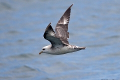 Northern Fulmar