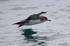 Pink-footed Shearwater