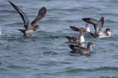 Pink-footed Shearwater