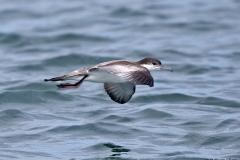 Buller's Shearwater