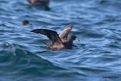 Flesh-footed Shearwater