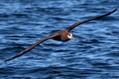 Black-footed Albatross