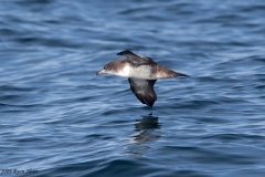 Pink-footed Shearwater