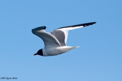 Sabine's Gull
