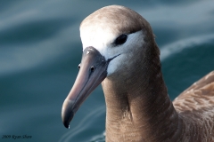 Black-footed Albatross