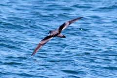Buller's Shearwater
