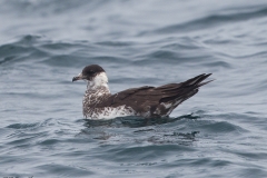Pomarine Jaeger