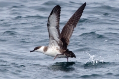 Greater Shearwater
