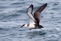Greater Shearwater