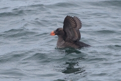 Tufted Puffin
