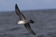 Long-tailed Jaeger