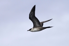 Long-tailed Jaeger