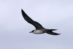 Long-tailed Jaeger
