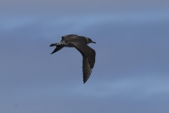 Long-tailed Jaeger