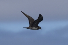 Long-tailed Jaeger