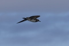Long-tailed Jaeger