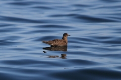 Long-tailed Jaeger