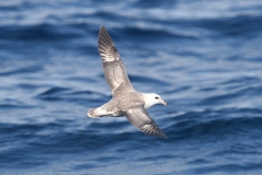 Northern Fulmar