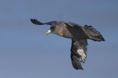 Northern Fulmar