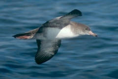 Pink-footed Shearwater