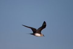 Parasitic Jaeger