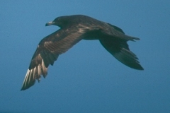 Pomarine Jaeger