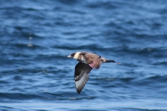Pomarine Jaeger
