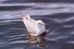 Red-legged Kittiwake