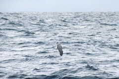 Shy Albatross