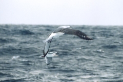 Shy Albatross