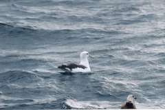 Shy Albatross