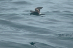 Leach's Storm-Petrel