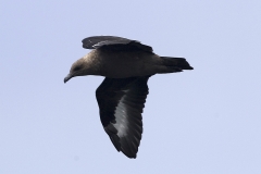 South Polar Skua