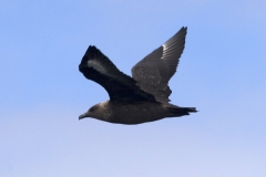 South Polar Skua