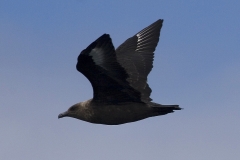 South Polar Skua