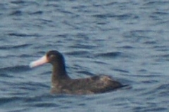 Short-tailed Albatross